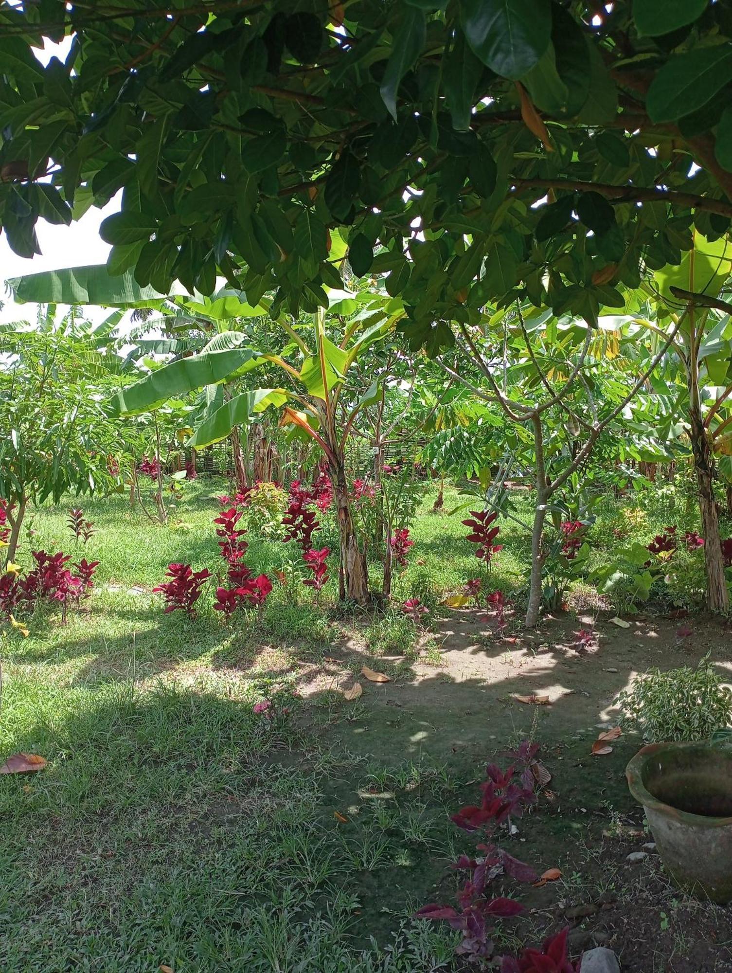 The Daun Puntik Homestay Pemenang Bagian luar foto